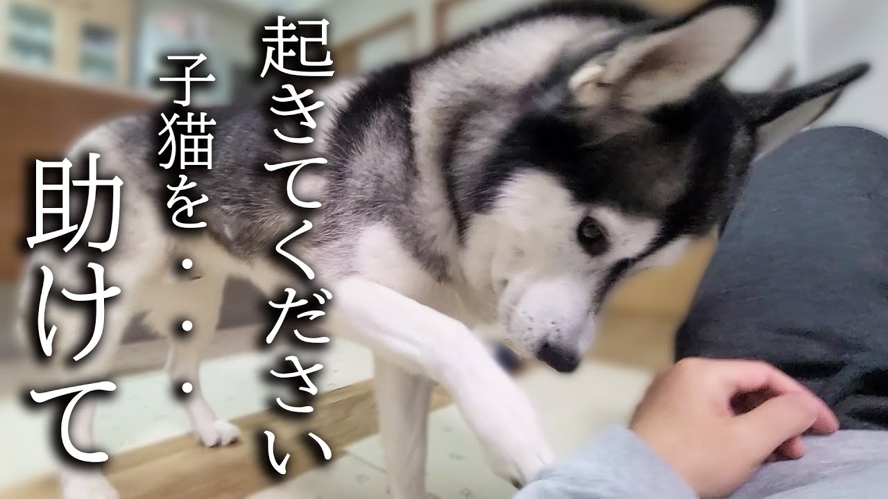 深夜に何かを教えにきた犬について行くと子猫が助けを...