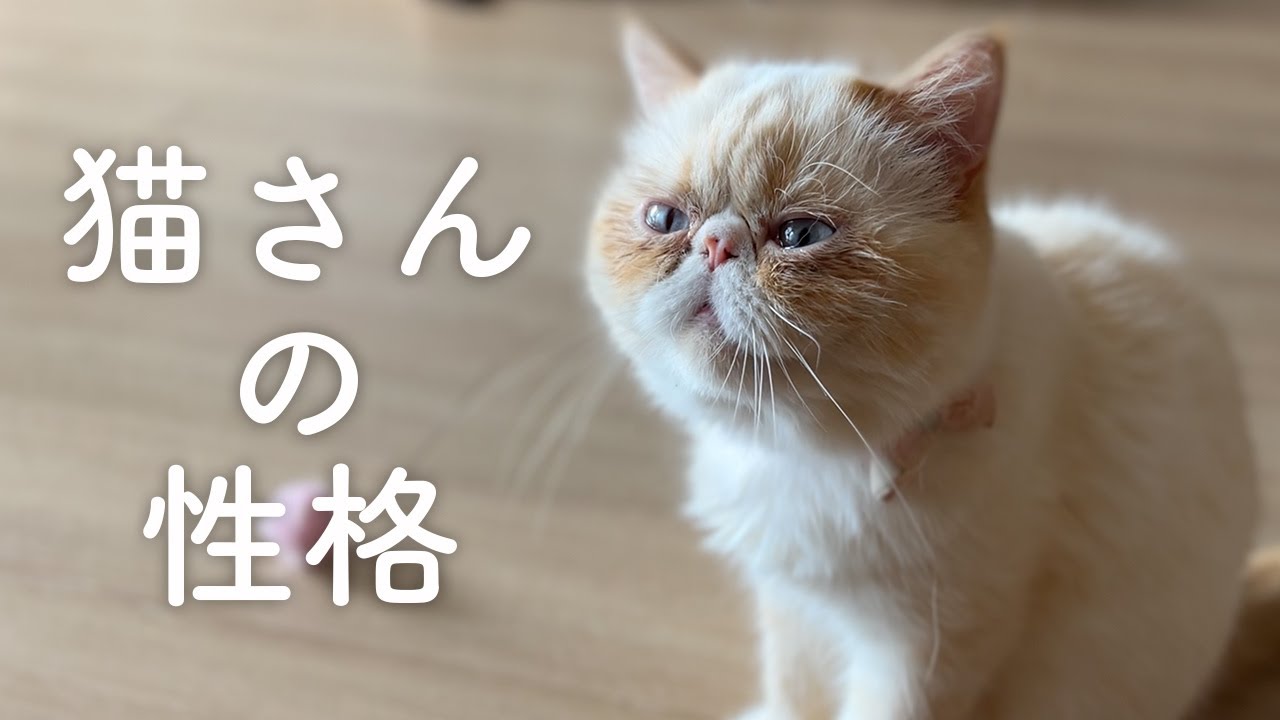 【エキゾチックショートヘアの性格】猫さんだって１匹１匹性格が違います！