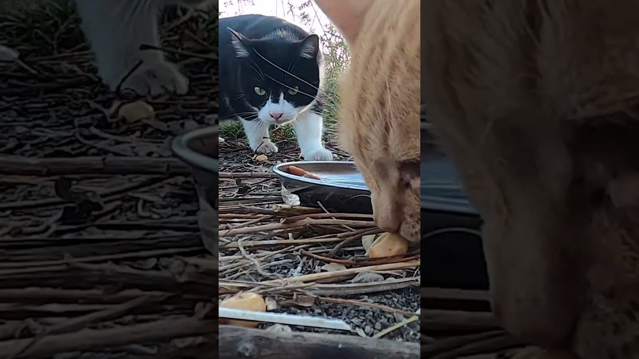 茶猫とハチワレ猫が美味しそうに全部食べた。Brown cat and Hachiware cat ate everything deliciously.  Vol.529