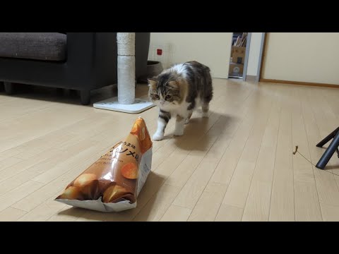 ポテチを盗み食いする猫 #スコティッシュフォールド
