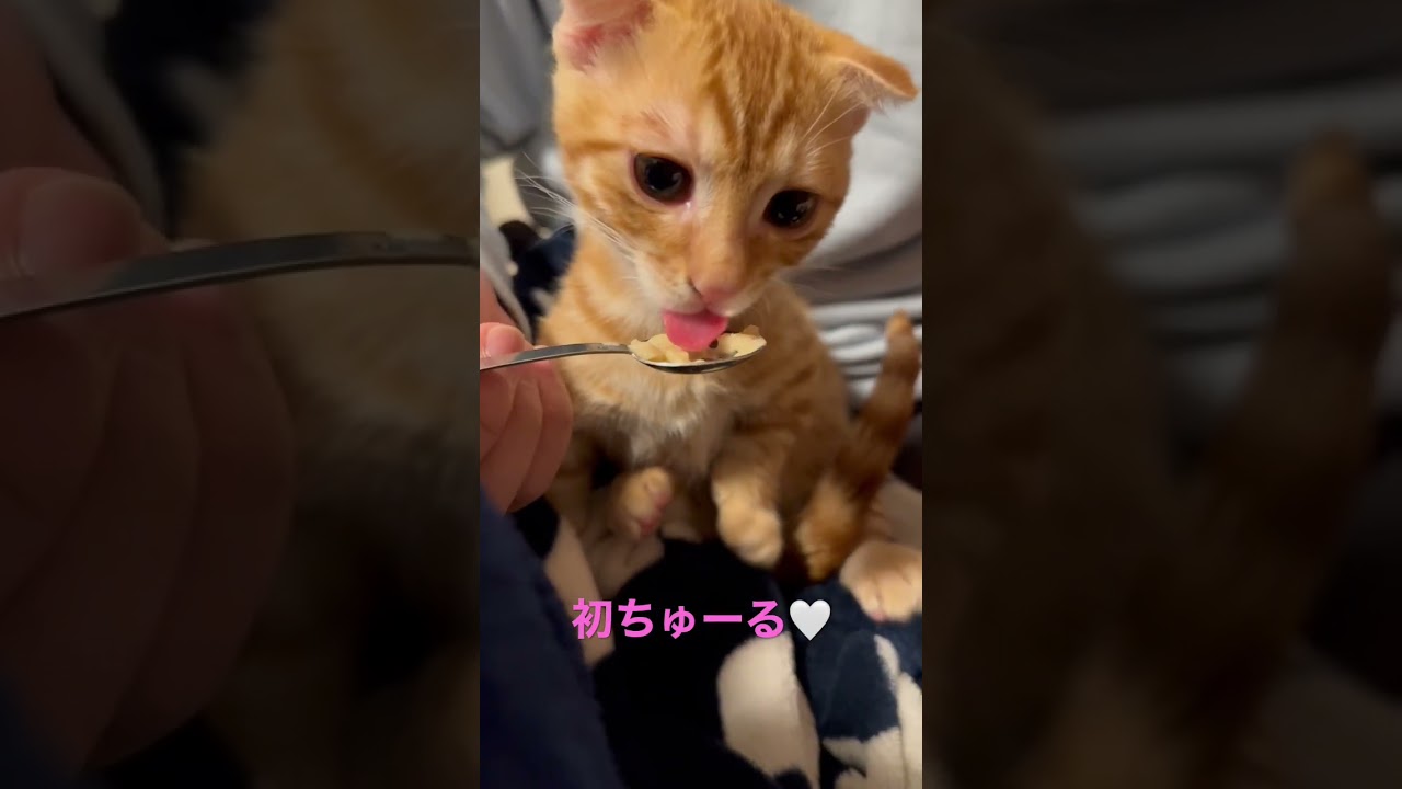 【ASMR!!!】おやつをあげた時〜 #キンカロー #子猫 #猫 #猫のいる暮らし #cat #catlover #catvideos #고양이 #catlovers #catvideo #asmr