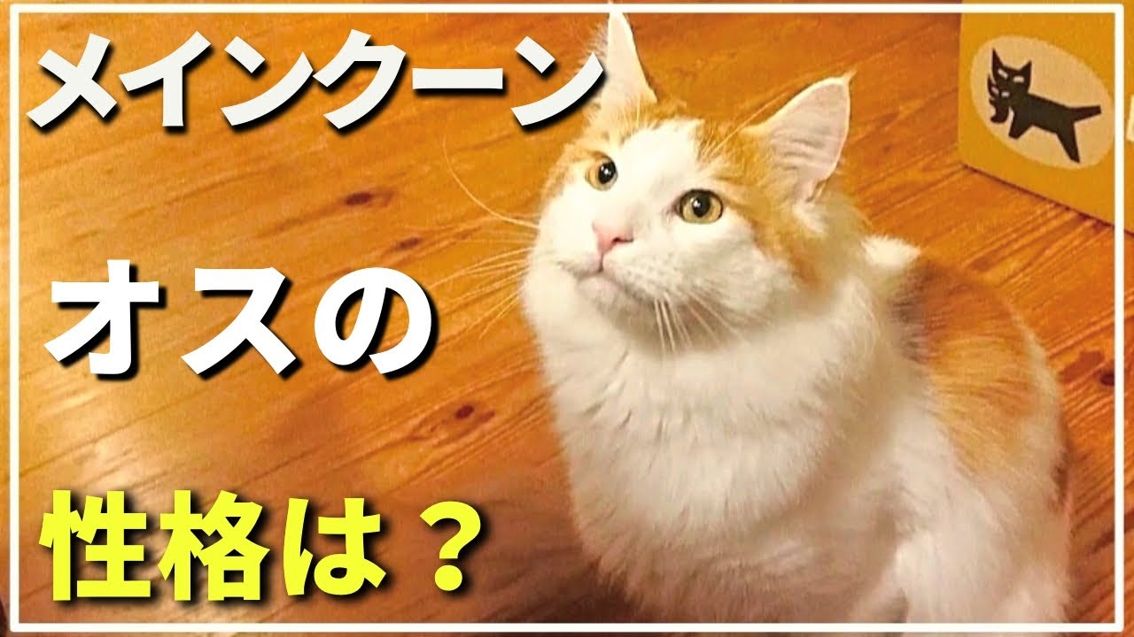 メインクーンはオス・メスで性格違う？実際オスを飼ったらこうだった３選