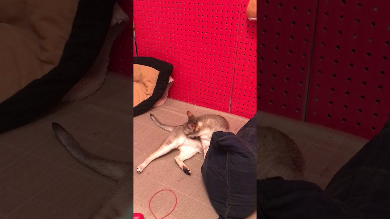 人間のクッションが使いたいシンガプーラなのにゃ♪