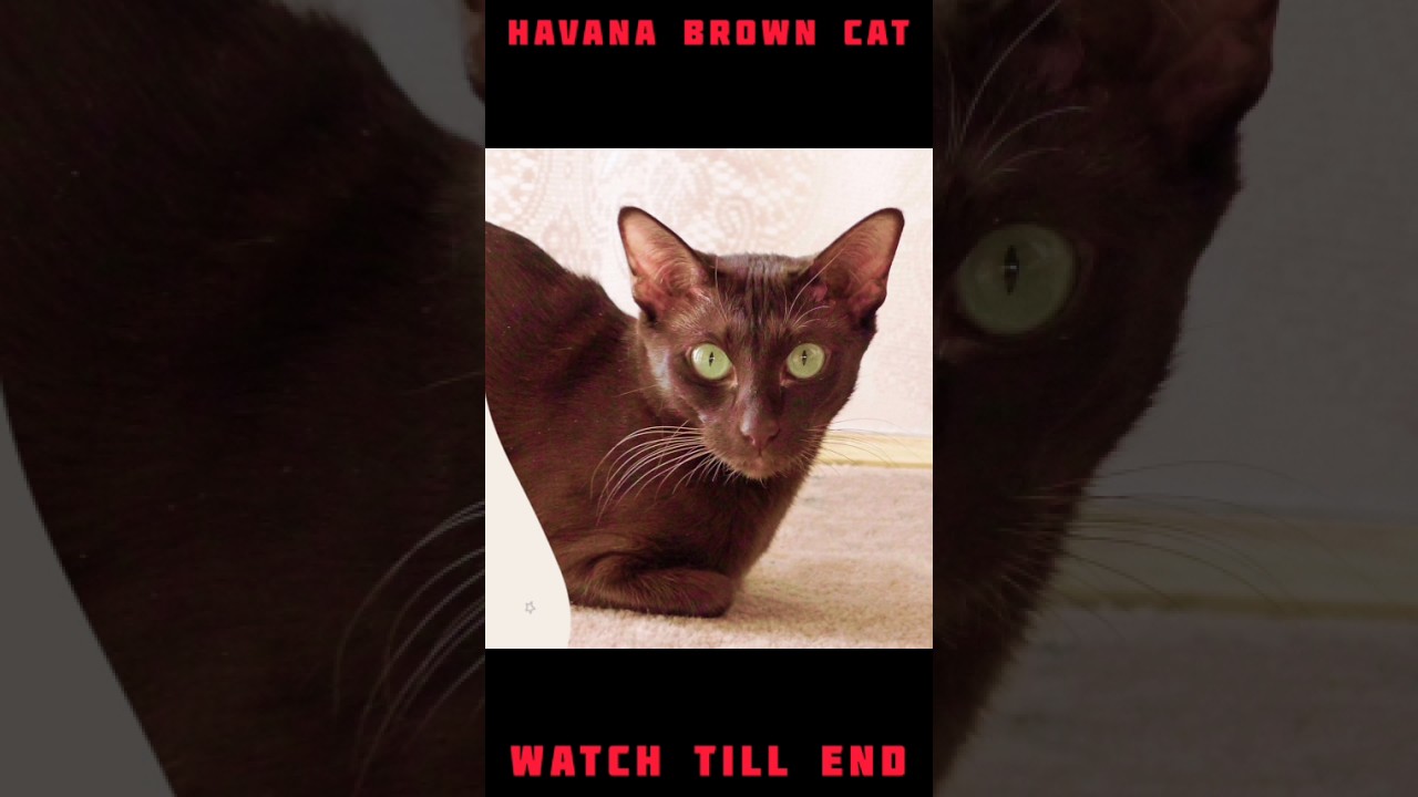 HAVANA BROWN CAT💖❤️ #youtubeshorts #trending #viral #cats #dog #catvideos