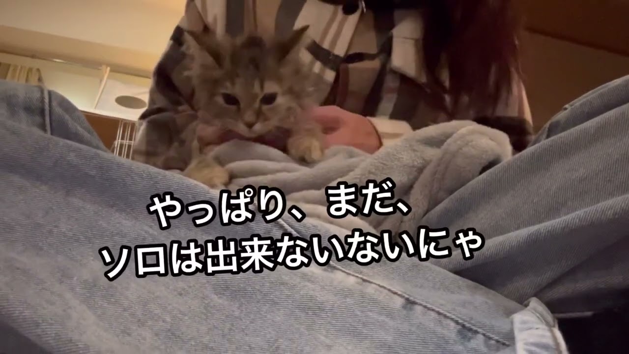 スクーカム仔猫のふみふみ。