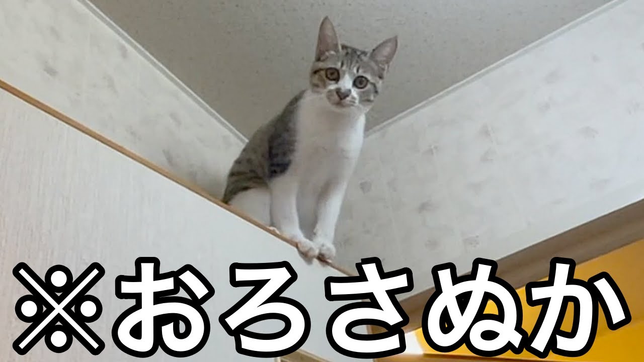 自分から登ったのに降りれず困り果てる子猫