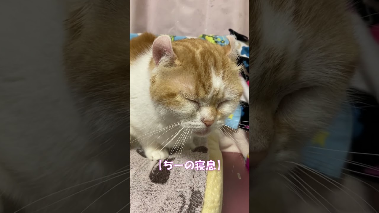ちーの寝息 #shorts  #猫 #アメリカンカール #cat