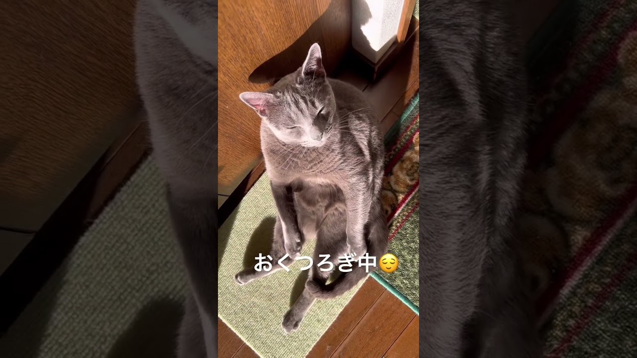 【ロシアンブルー】めろんまったりおくつろぎ中😌【猫】#shorts