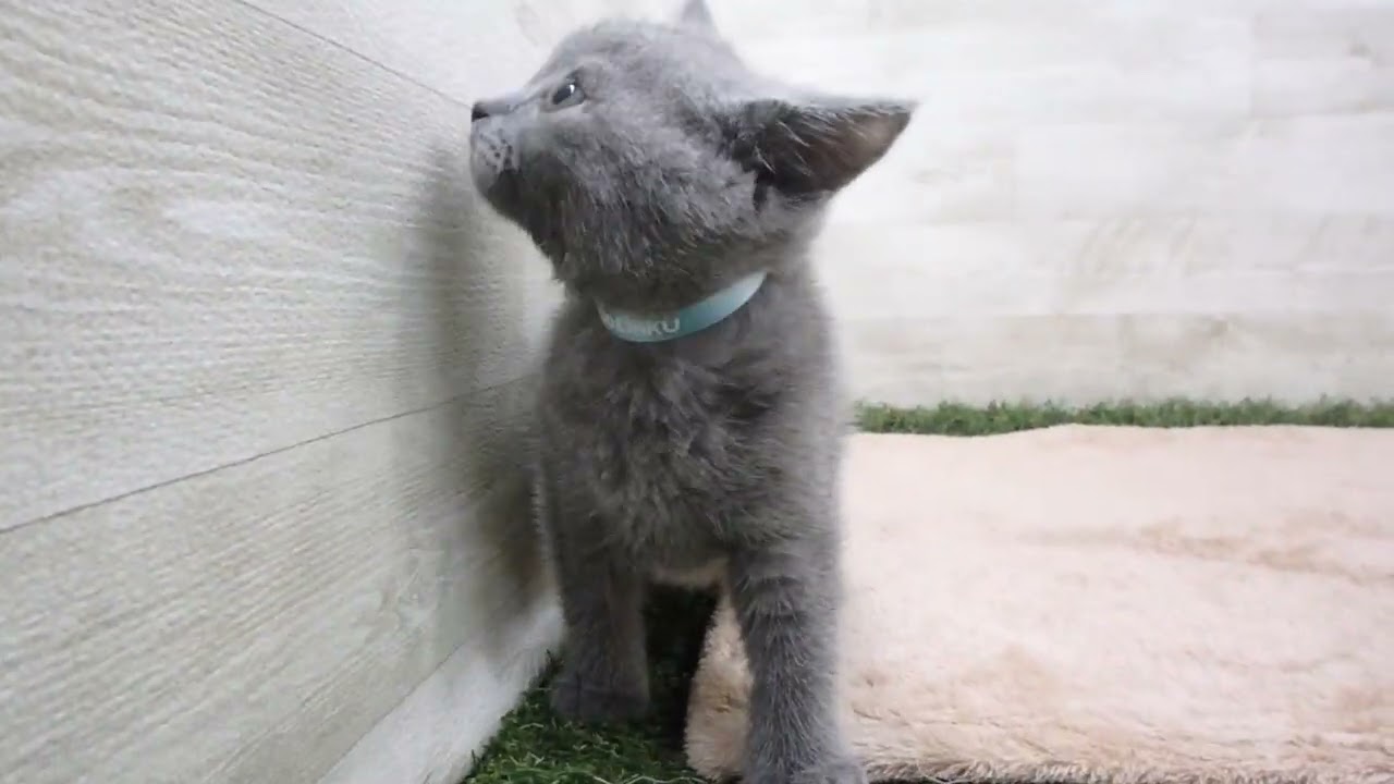 00586712 シャルトリュー