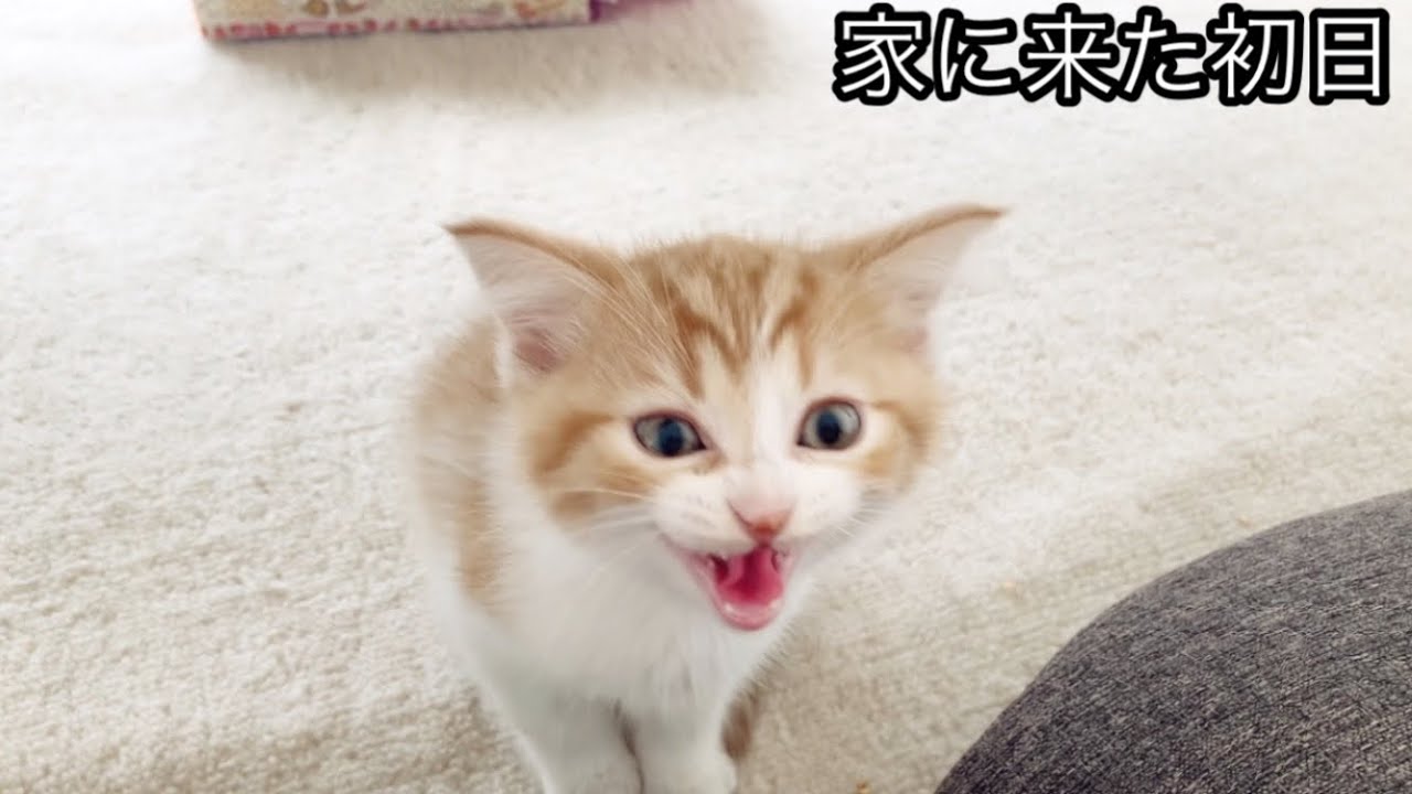 【子猫】シャーと威嚇、不安だらけのタロウ太君、ずっと泣いてます・・・