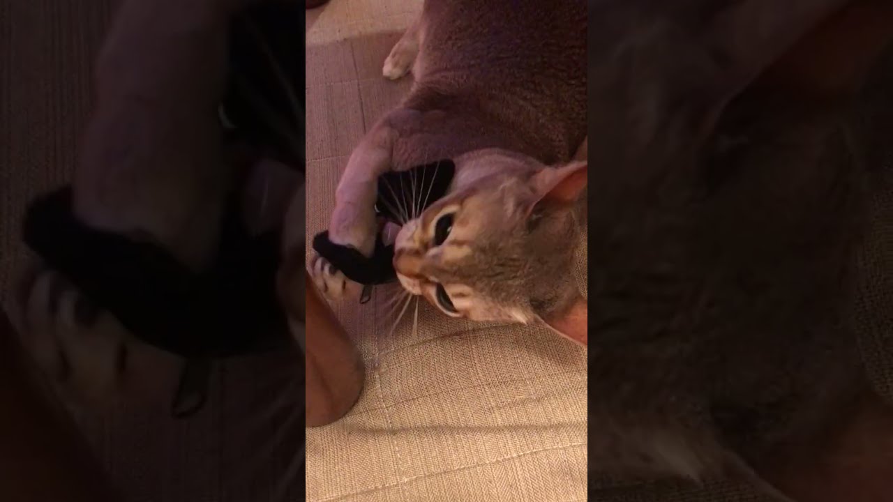 黒猫ポーチをガウガウするシンガプーラなのにゃ♪