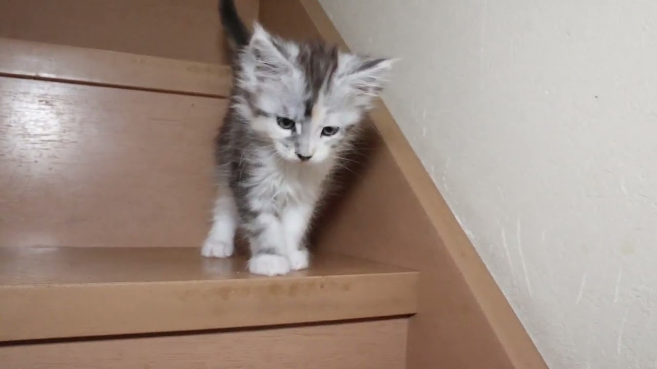 エンジェルのようなメインクーン子猫アナちゃん