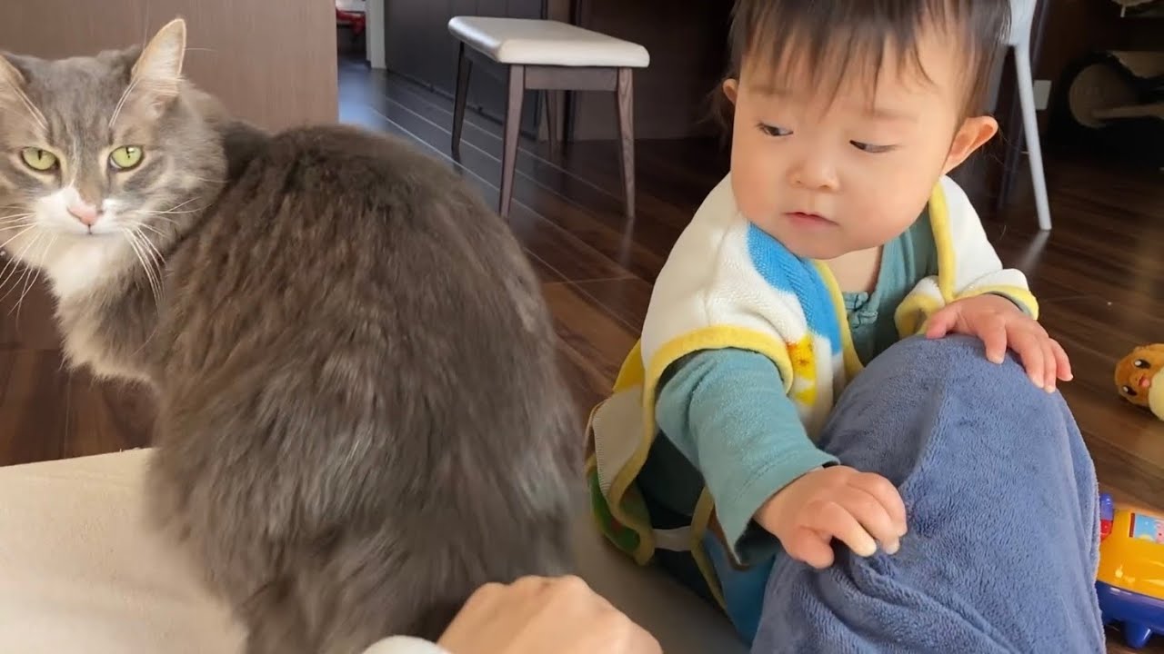 赤ちゃんを気にしながらも甘える猫　ノルウェージャンフォレストキャットA cat that comes to be stroked while caring about the baby.