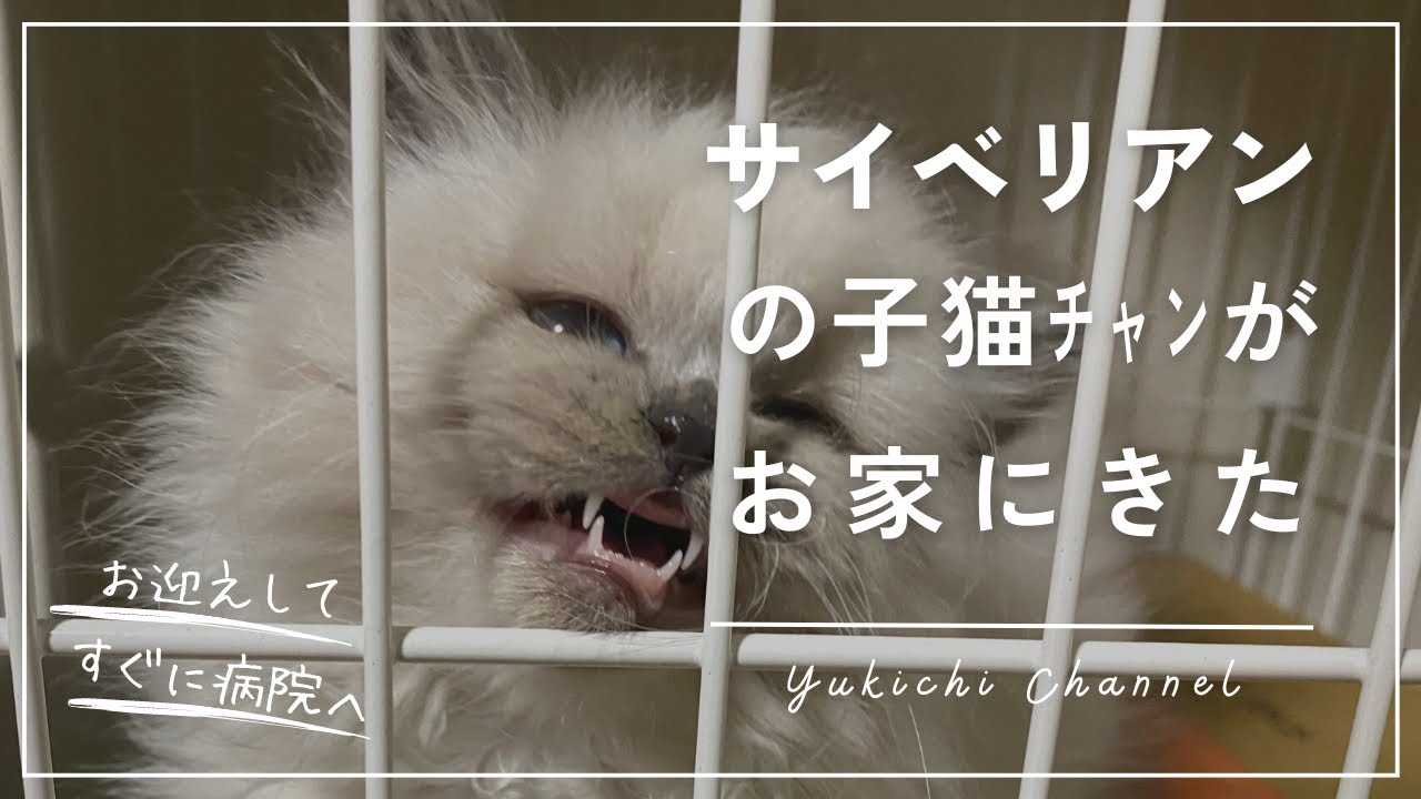 生後2ヶ月サイベリアンの子猫をお迎え！血便が出たので病院に行ってきた