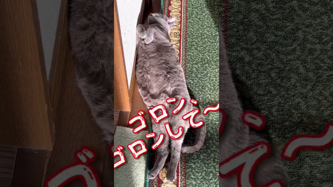 【ロシアンブルー】めろんは壁ぎわが好き⁇【猫】#shorts
