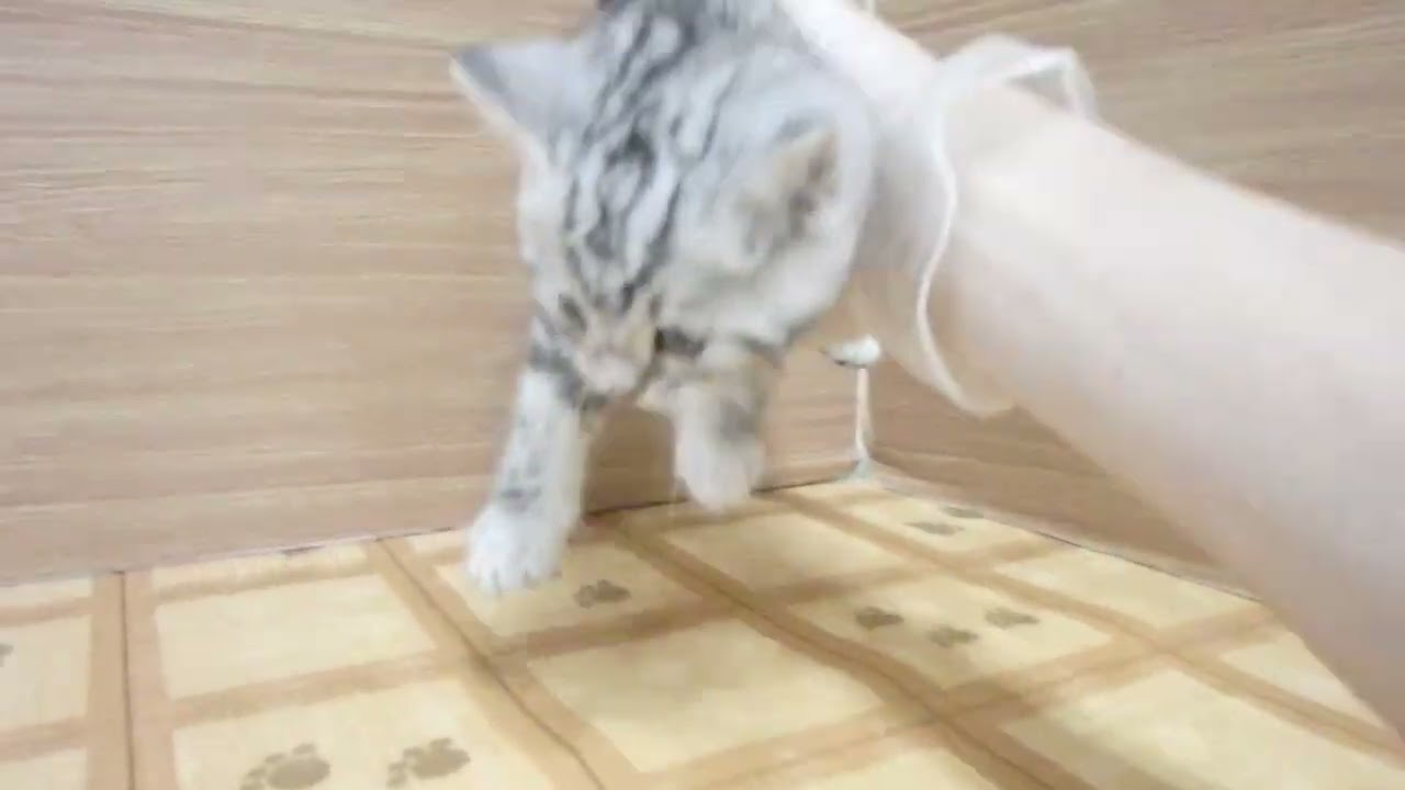 00621113 アメリカンショートヘアー