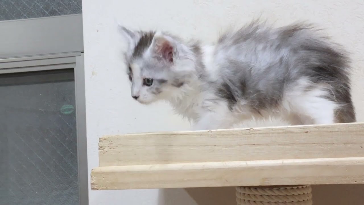 エンジェルのようなメインクーン子猫アナちゃん