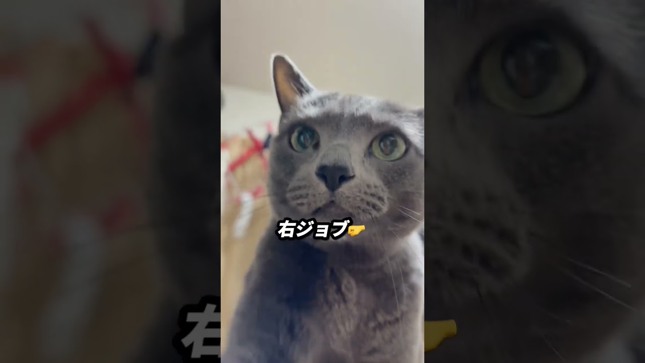 【ロシアンブルー】めろん、猫パンチの準備万端⁇🫢【猫】#shorts