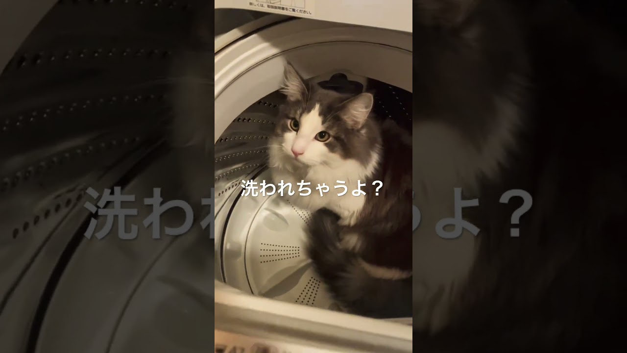 洗濯機に入っちゃうリキ #ノルウェージャンフォレストキャット