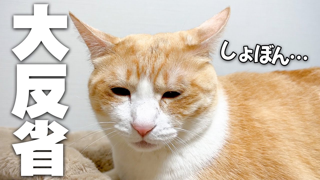 大やらかしをしてしまい反省して落ち込む猫