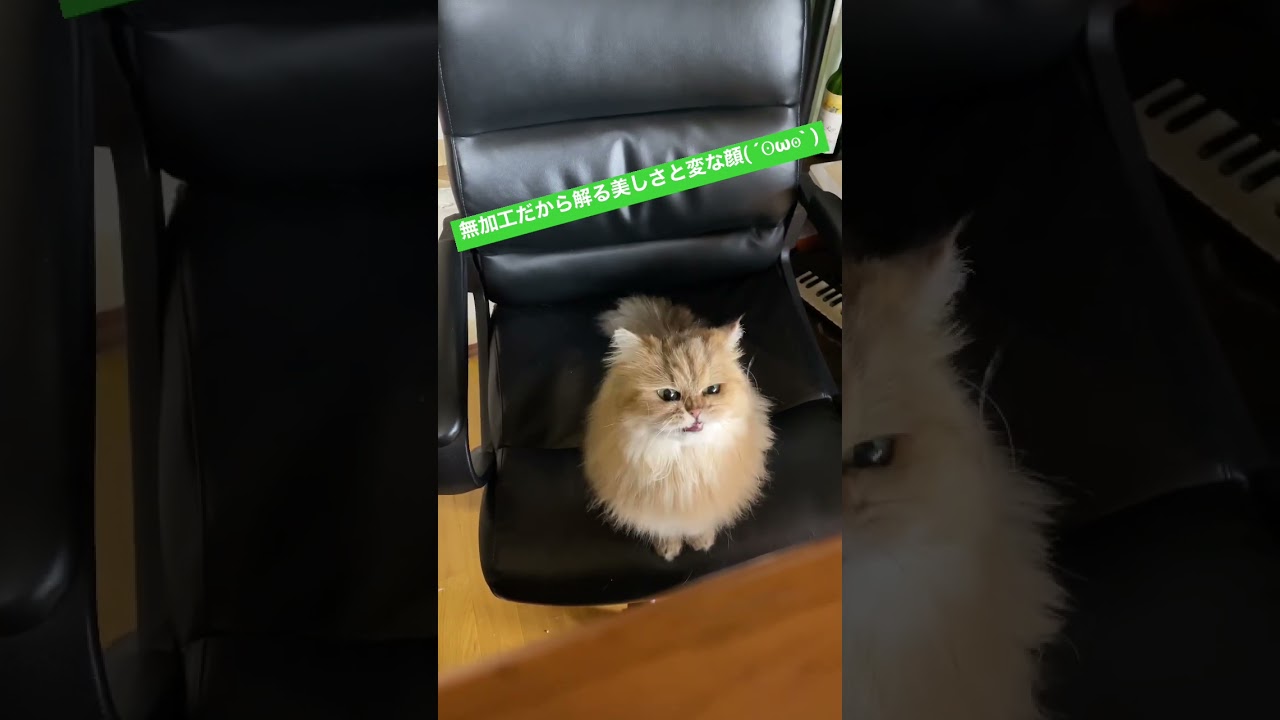 #cat #munchkin #chinchillagolden #maniecoon #kitten #baby #wihte #JAPAN #猫 #チンチラゴールデン #ペルシャ #shorts