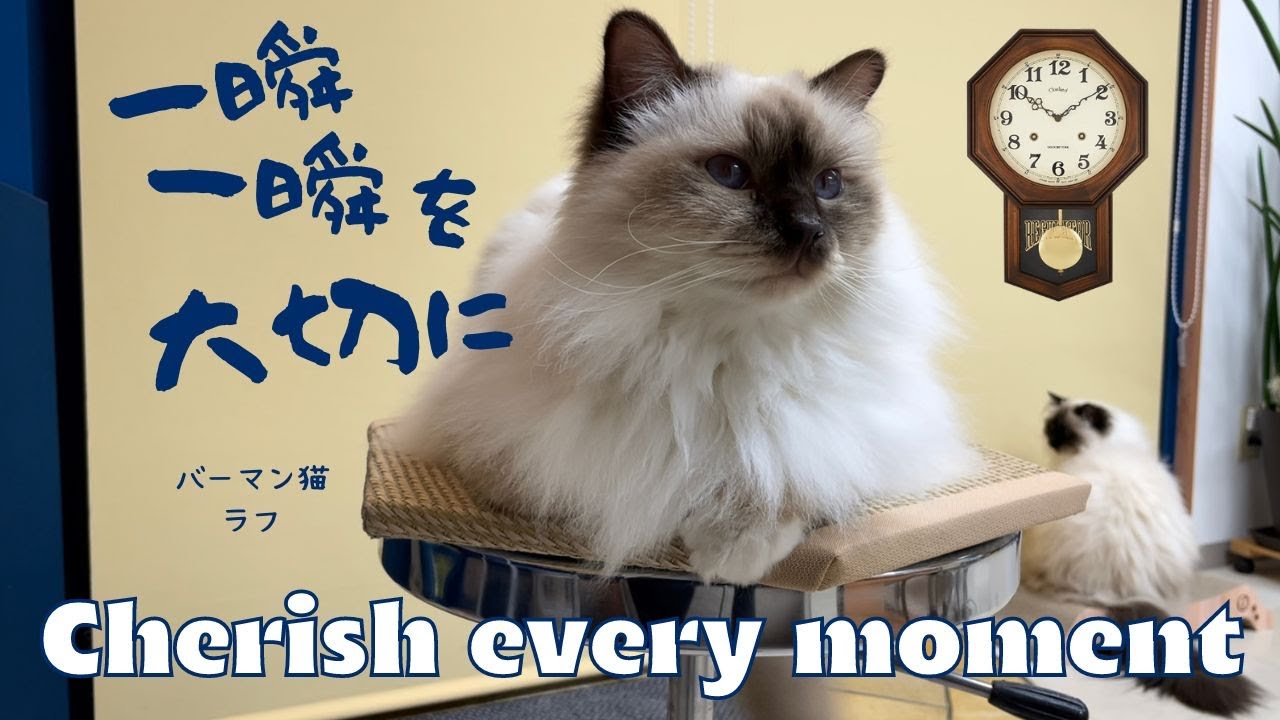 バーマン猫ラフ【一瞬一瞬を大切に】Cherish every moment（バーマン猫）Birman/Cat