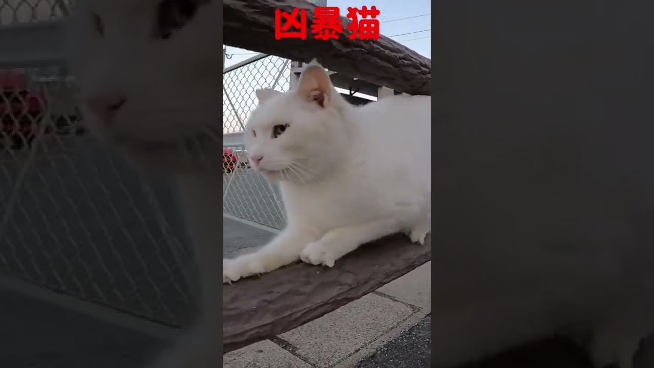 Ferocious cat あの凶暴猫のカリン様が鋭く爪を研ぐ #shorts