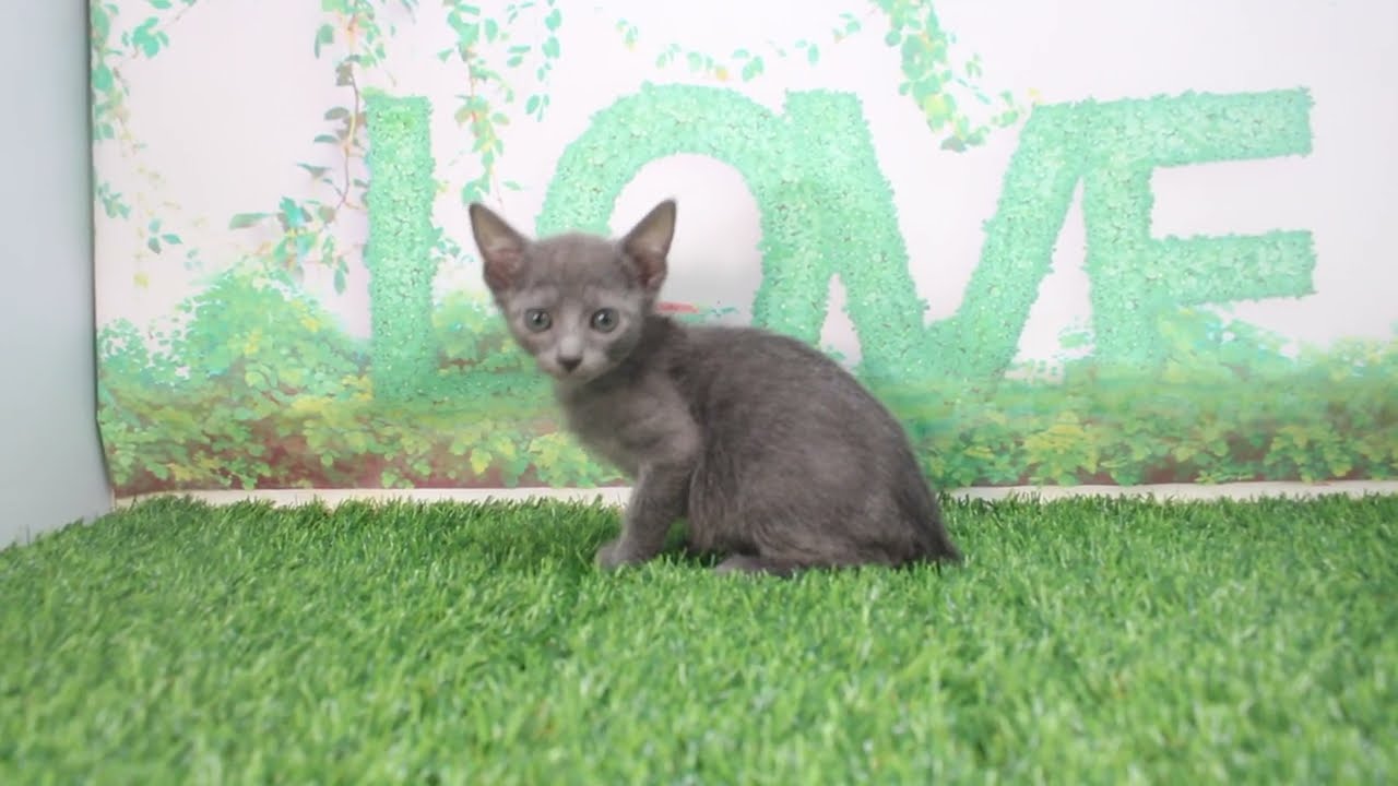 Coo&RIKU　No620600　ロシアンブルー