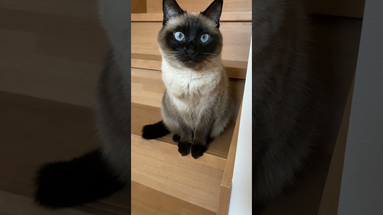 【2023.02.27】今日のシャム猫のふくさん（音無し）【たぬき猫】 #Shorts