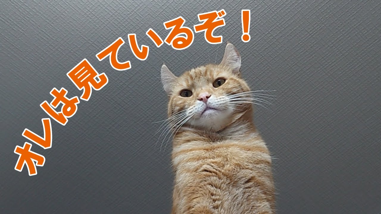 高いところから見ている猫 #cat #猫 #アメリカンカール