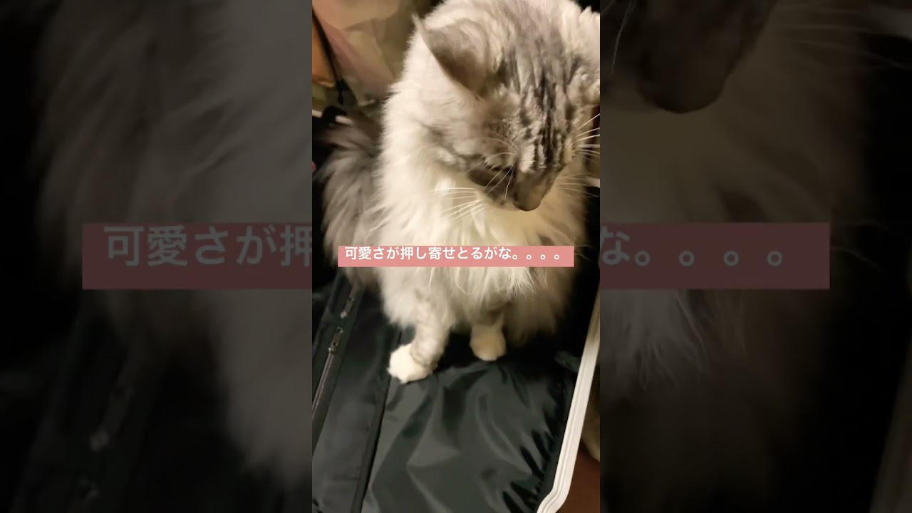 #cat #munchkin #chinchillagolden #maniecoon #kitten #JAPAN #cute #kawaii #猫 #メインクーン #可愛い #shorts