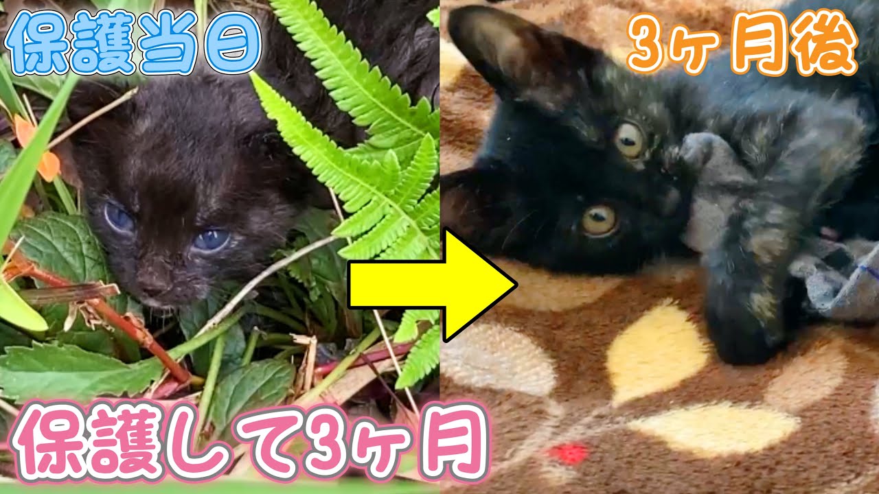 台風の中1人で鳴いていた子猫、保護して3ヶ月の成長記録