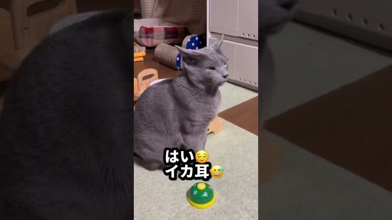 【ロシアンブルー】猫ちゃんってみんなこんなん⁇😅【猫】#shorts