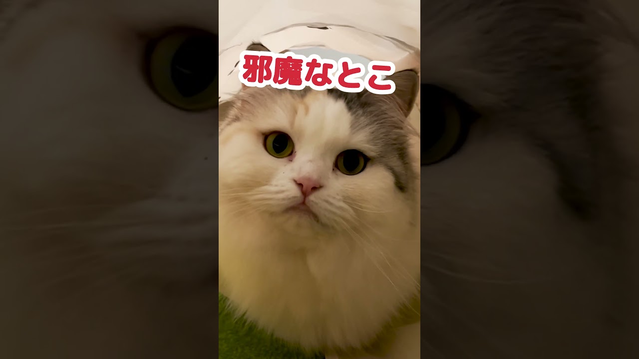 頭蓋骨を強打しても甘えたい猫 #Shorts