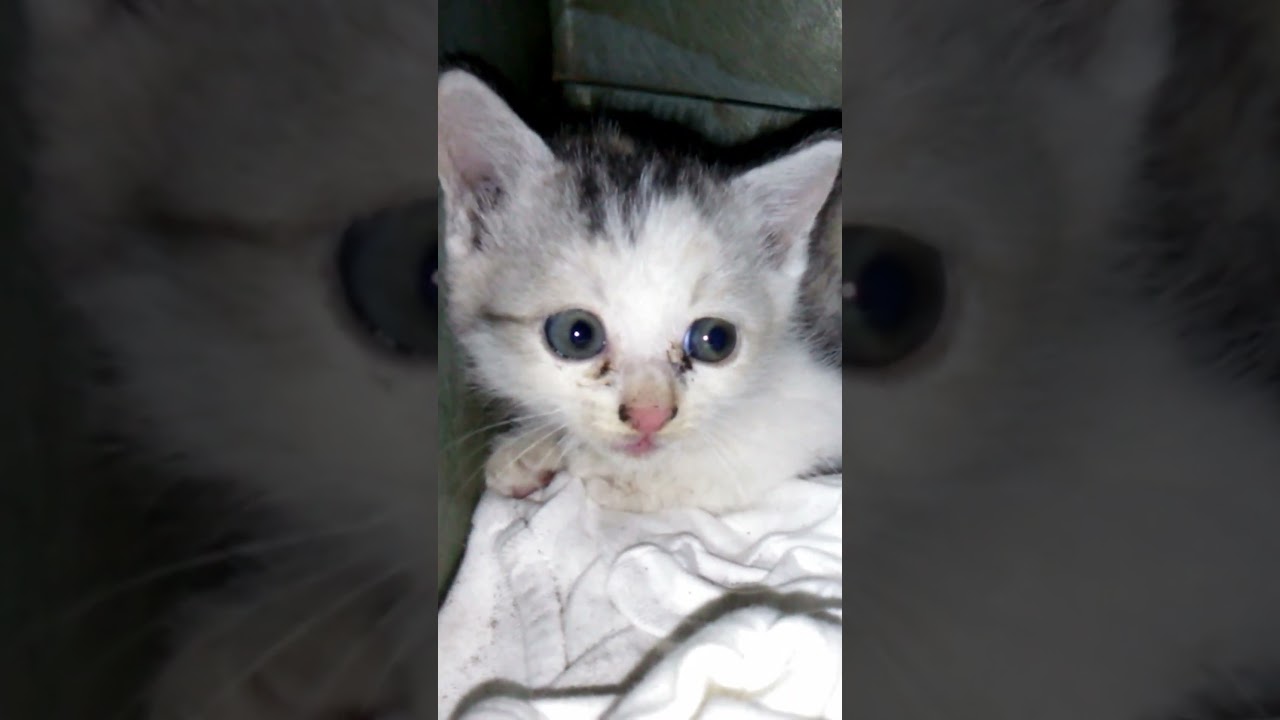 仕事を終えて帰宅すると家に小さな子猫が！大好きなネコ吉との日々はこの瞬間から始まりました #Shorts