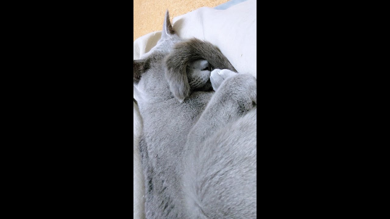 【猫動画】眩しくて尻尾でごめん寝するロシアンブルー【russianbule】#shorts　Dazzling Russian Blue