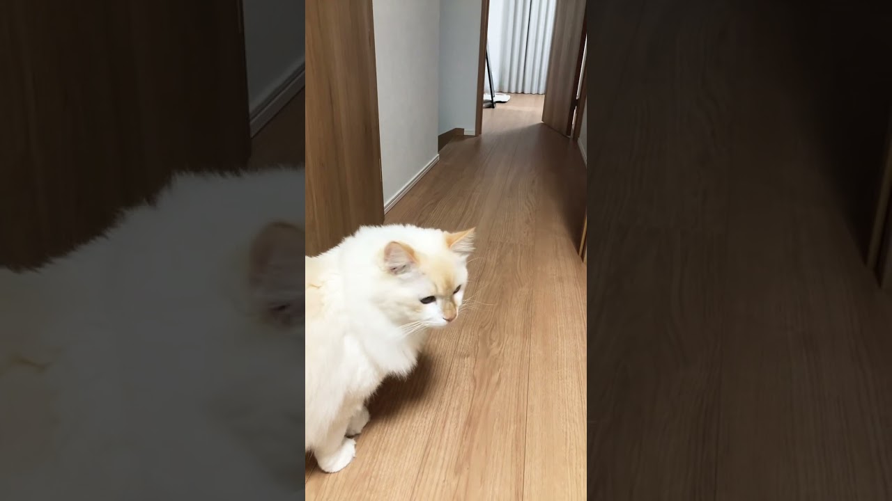 ガブリエルは戸惑う #shorts #猫 #ラグドール #ガブリエルch