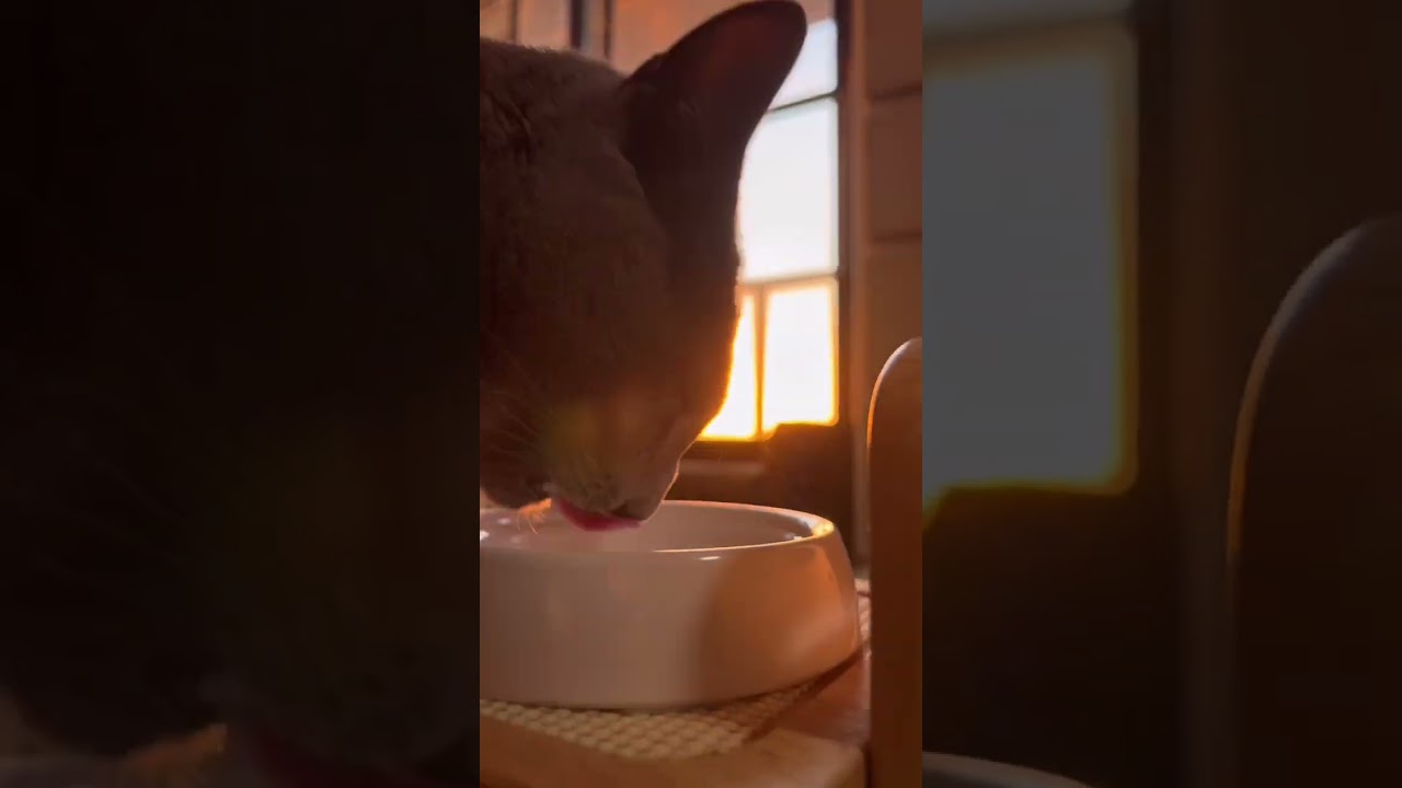 【ロシアンブルー】めろん、今日も穏やかに・・【猫】#shorts