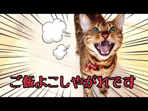 食欲爆発でご飯のオネダリが激しくなった猫！