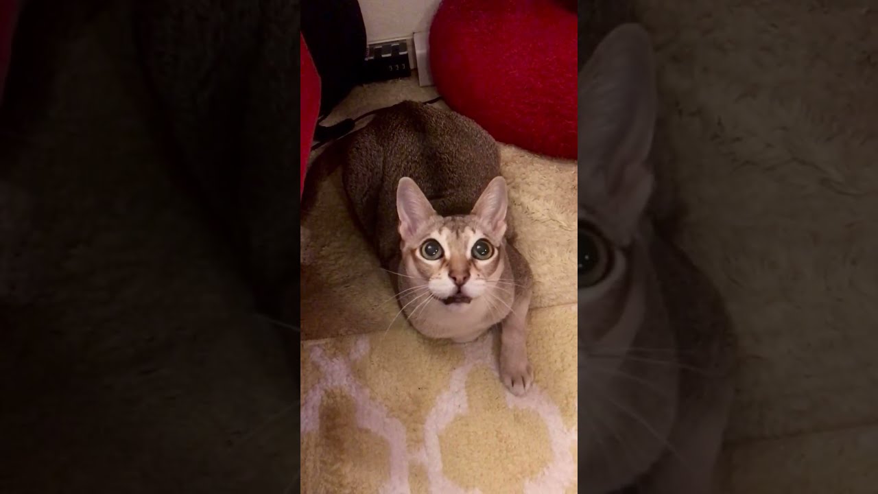 ワイルドシンガプーラ顔なのにゃ♪