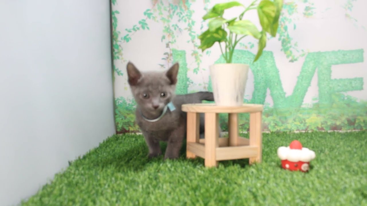 Coo&RIKU　No617539　ロシアンブルー