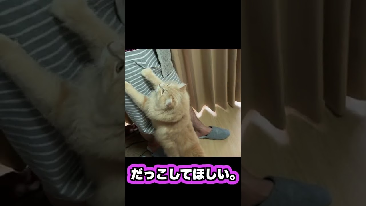 【サイベリアンが飼いたくなる動画】甘えん坊猫の日常♡