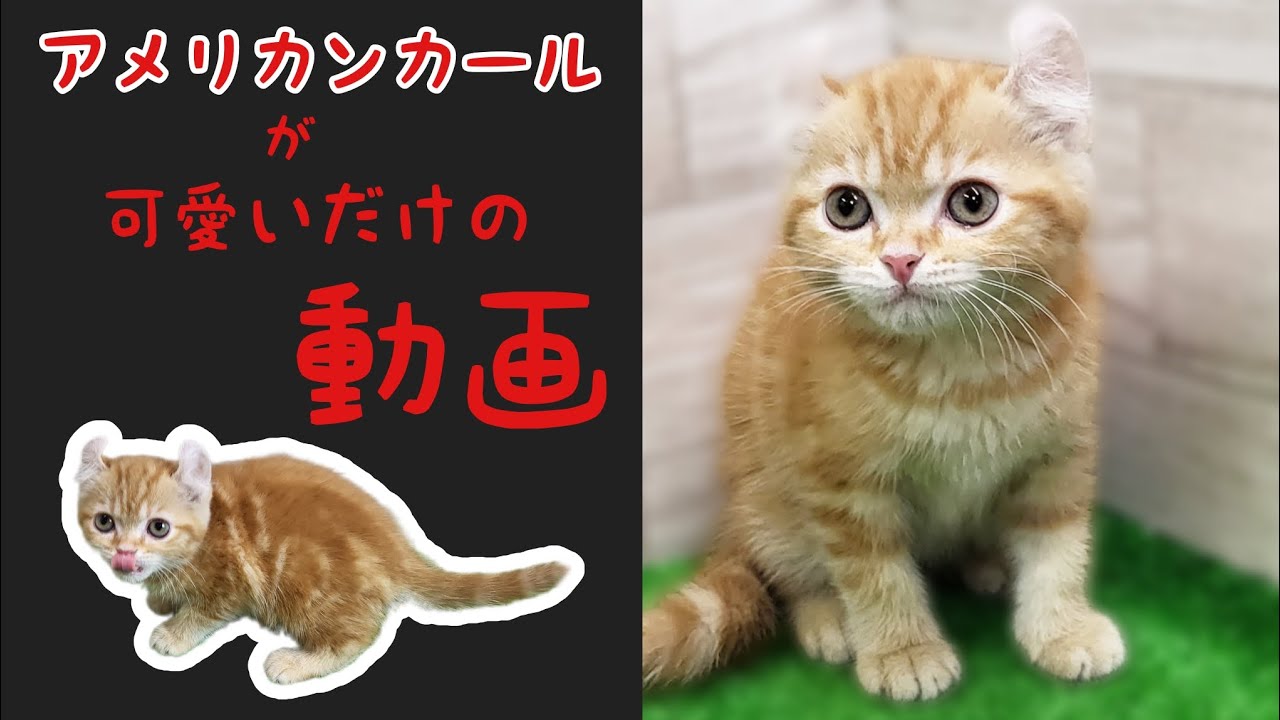 アメリカンカール・子猫【Mitten府中店】
