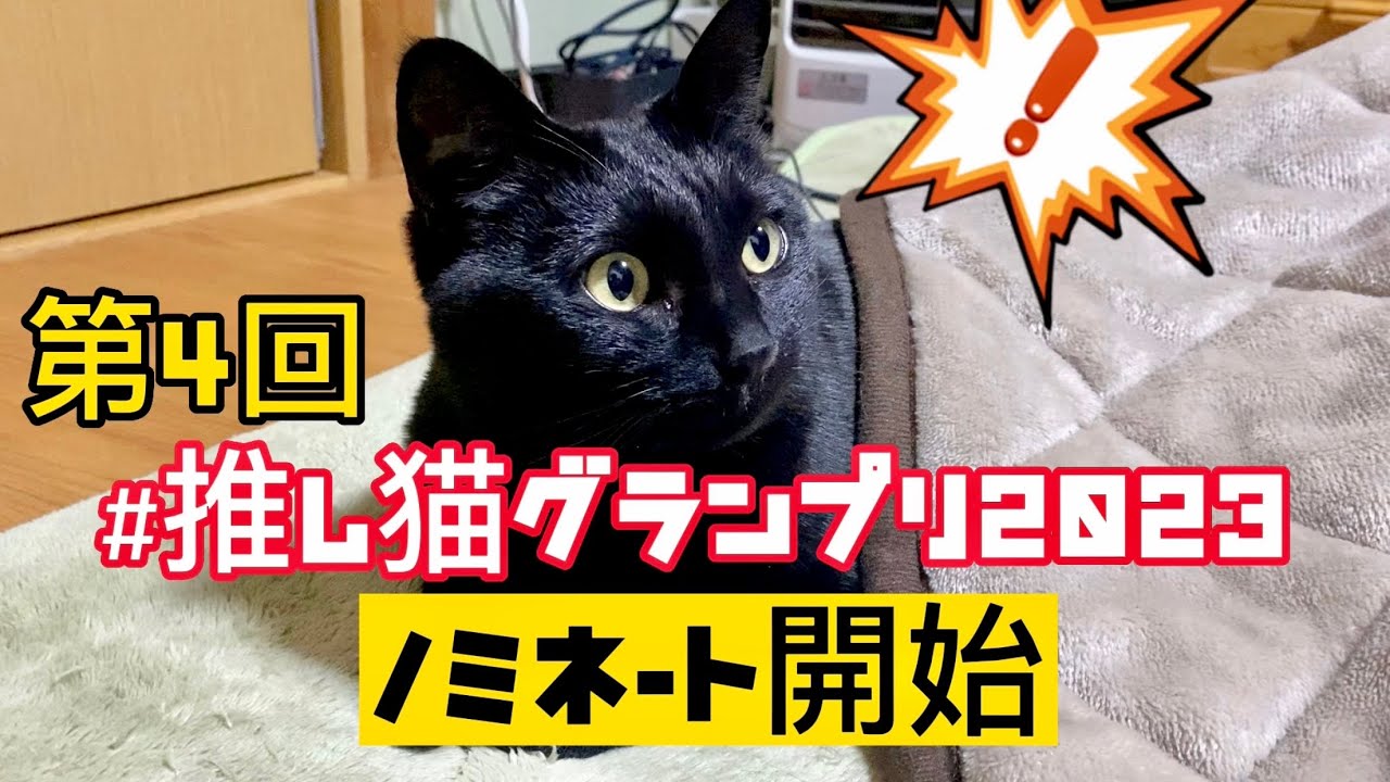 第4回＃推し猫グランプリ2023   ノミネート開始　動画後半でエントリーのやり方解説　№430　cat videos　猫動画　可愛い猫　漆黒　ぬこ　日本猫ねこ協会＃推し猫グランプリ２０２３