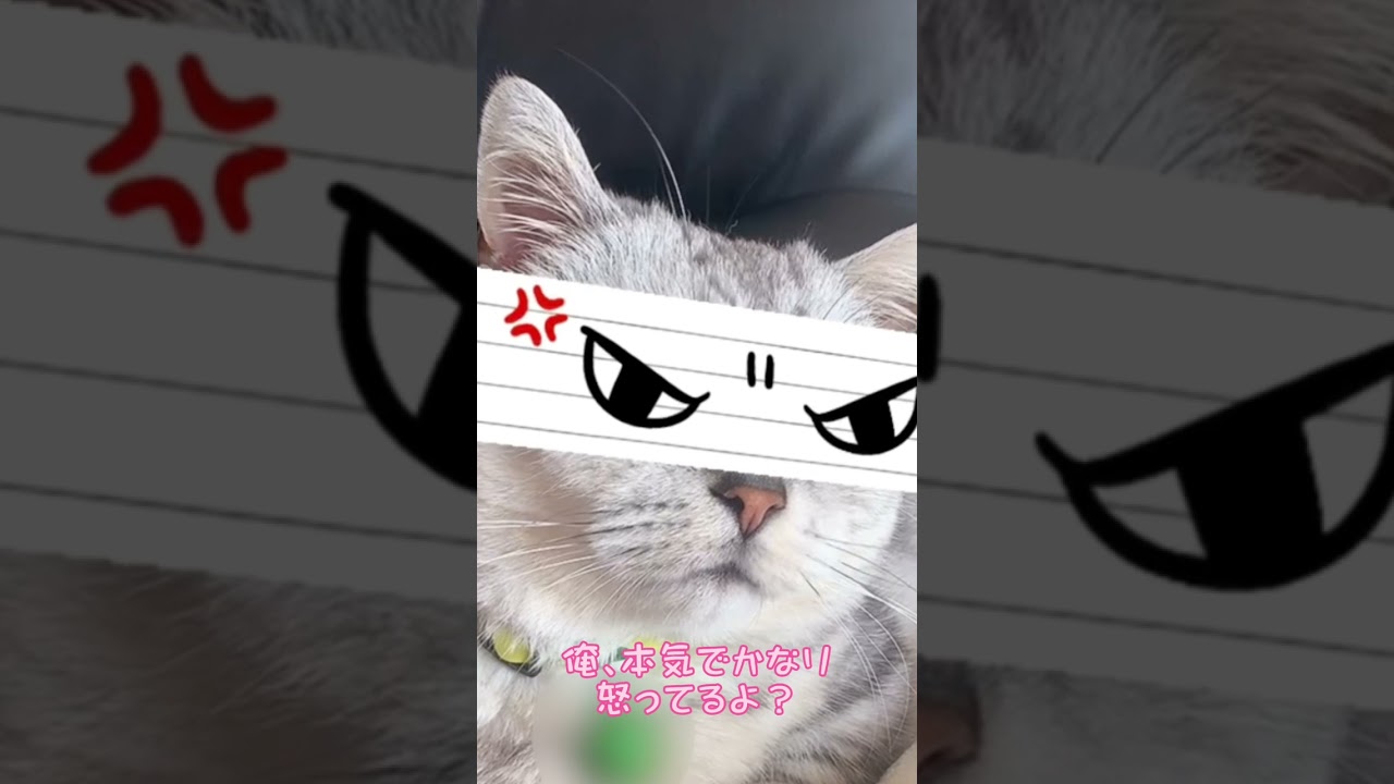 我が家の猫の今日の気持ちはこんな感じです! #shorts