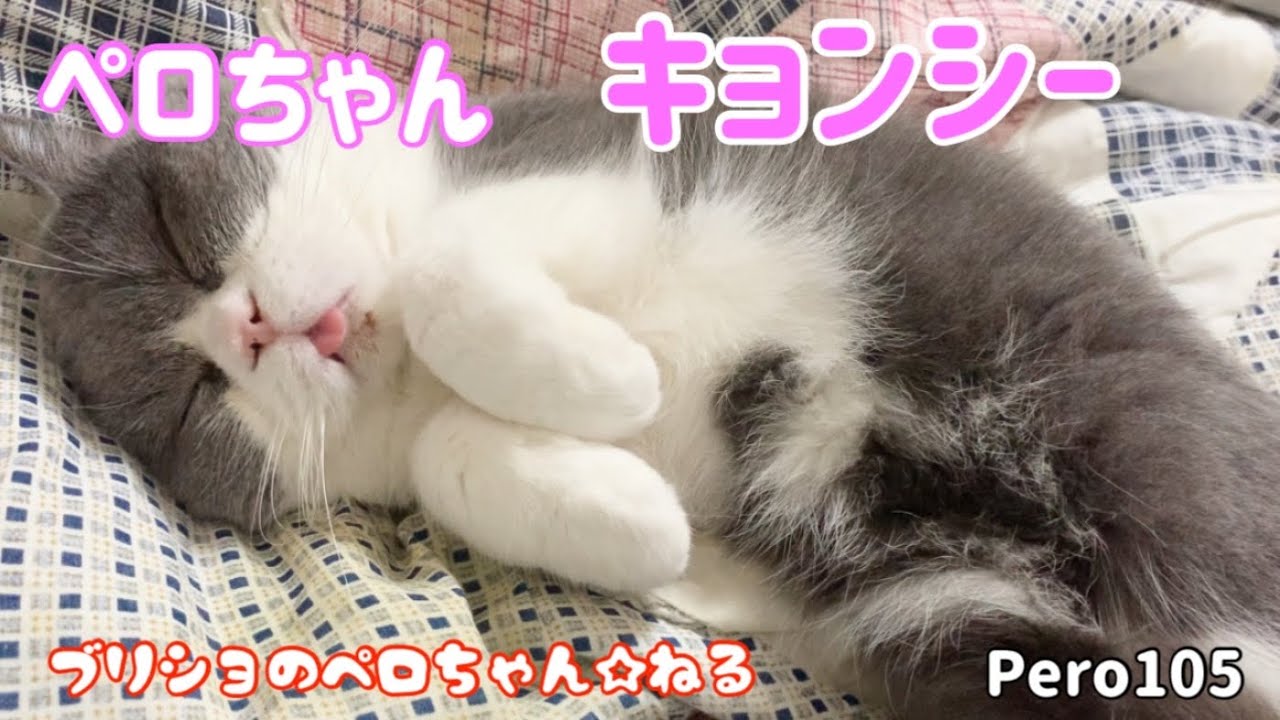 ペロちゃんキョンシー👻ブリティッシュショートヘア、お昼寝、幽霊？Pero-chan Kyonshi 👻 British Shorthair, naps, ghosts?