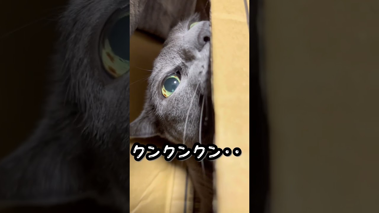 【ロシアンブルー】めろんはやっぱり箱が好き🥰【猫】#shorts