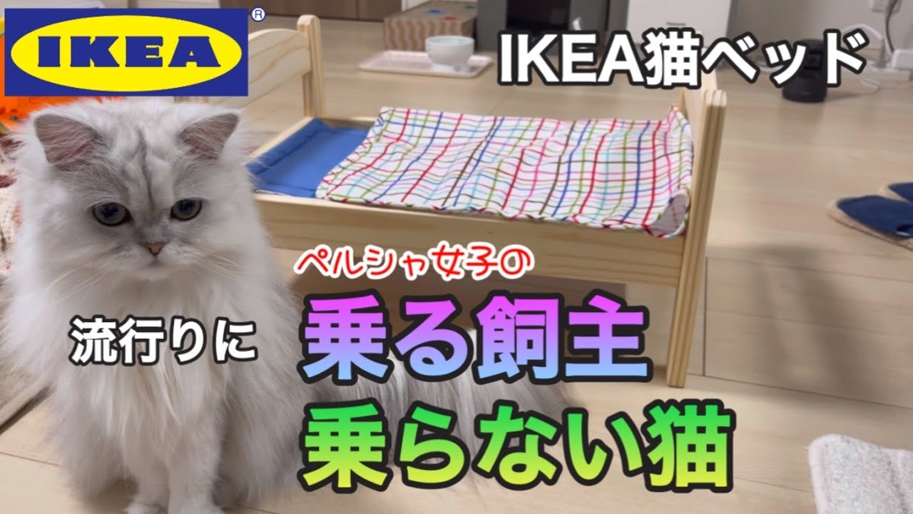 【猫ベッド】ペルシャ女子の流行りに乗る飼主、乗らない猫【IKEA】