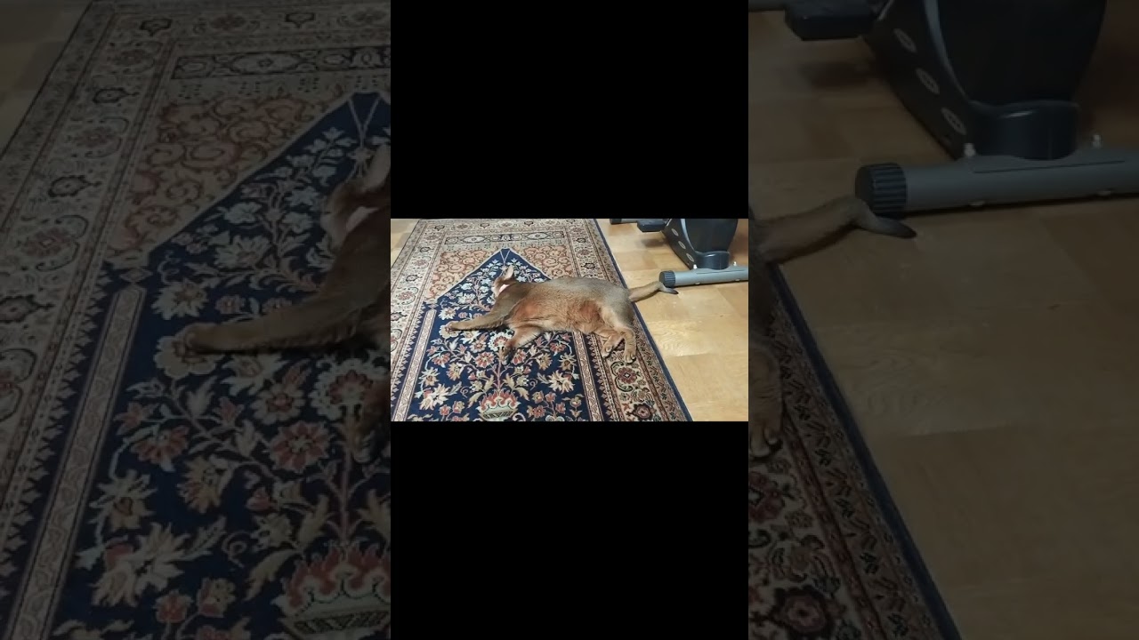 ネコ動画あび#483　#shorts　あびの毎日　アビシニアン　あび