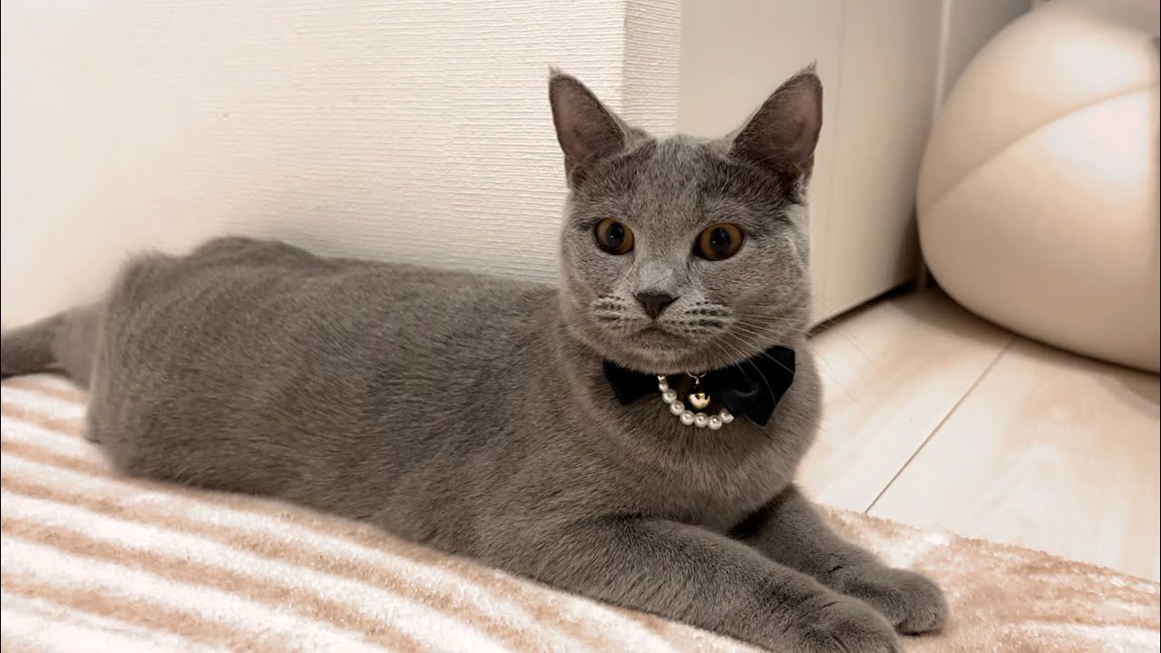 模様替えでカーペットを変えた猫の反応が可愛すぎました・・